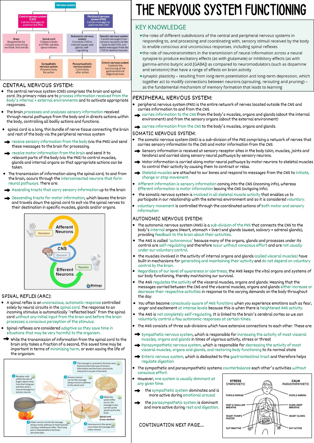 Psych-Summaries: Unit 3/4 - The Nervous System Overview - Studocu