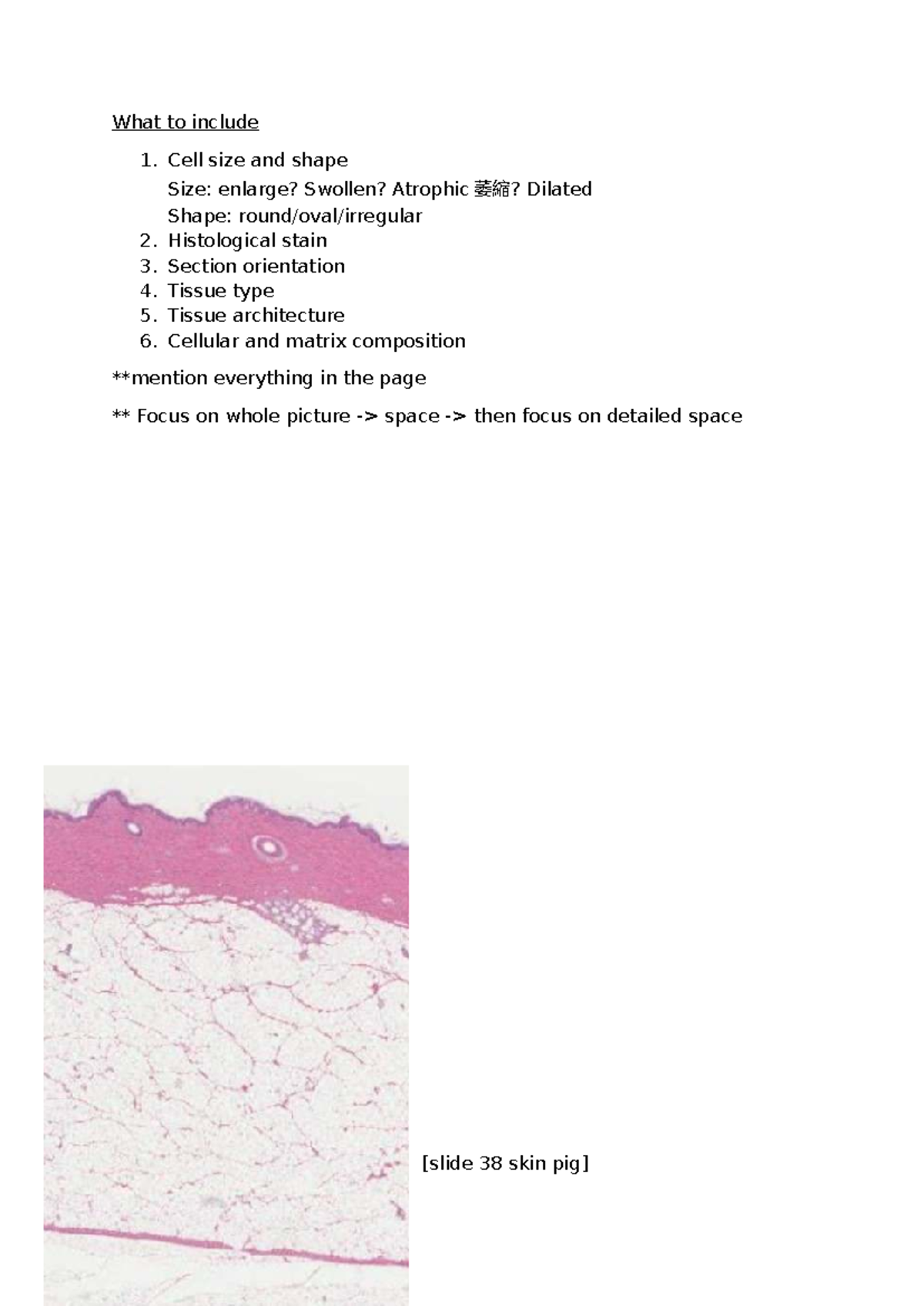 Lab 2 - Histological Report on Skin Structure and Composition - Studocu