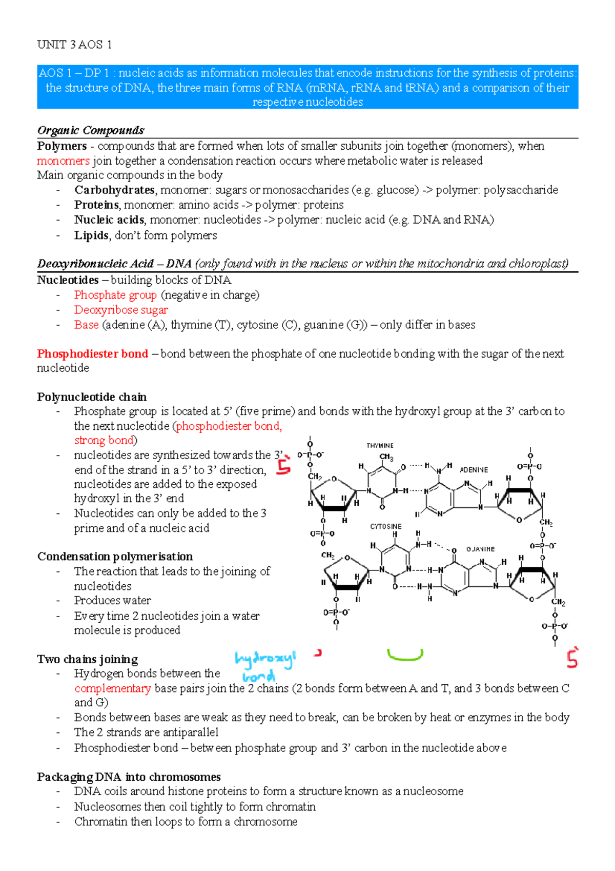 Unit 3 bio notes - UNIT 3 AOS 1 AOS 1 – DP 1 : nucleic acids as ...