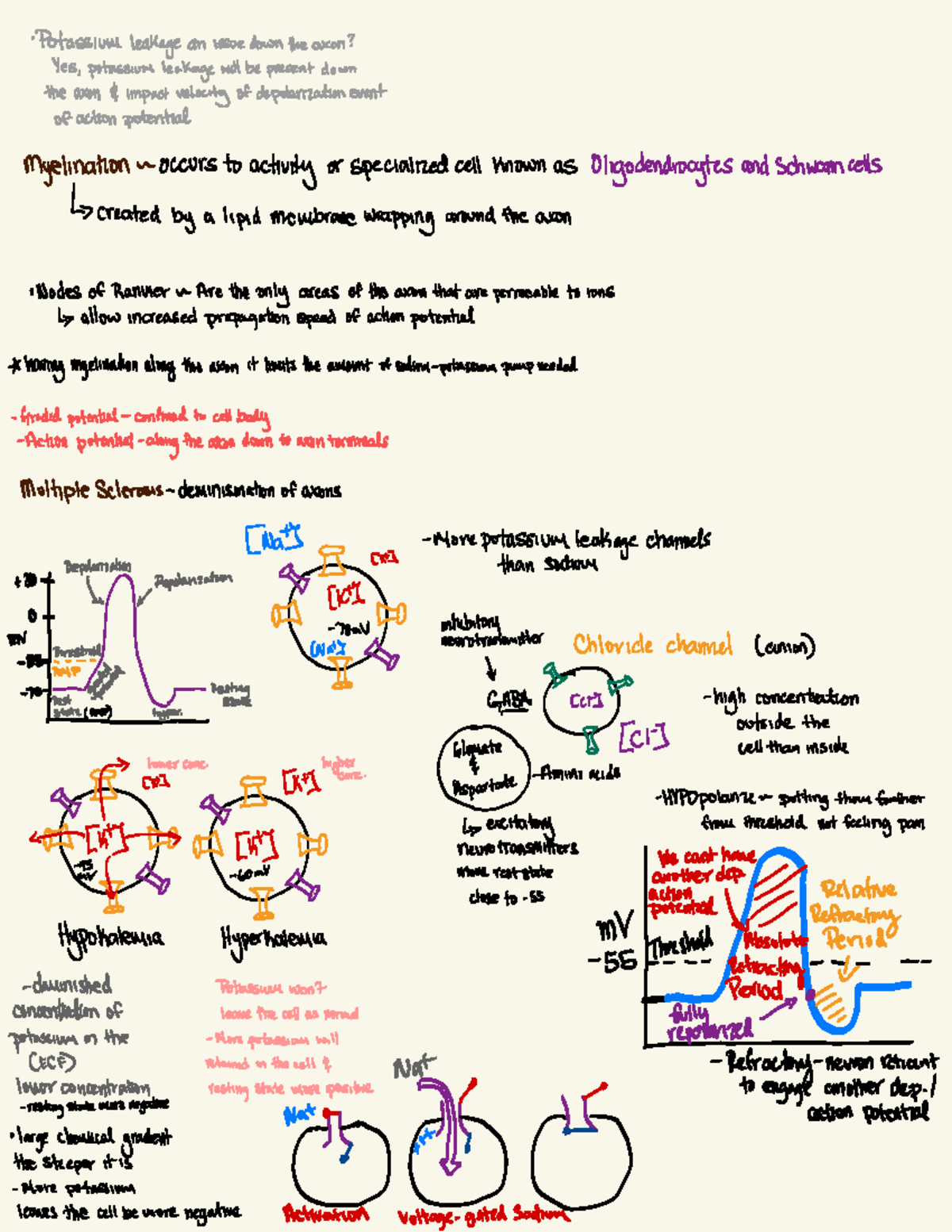 Neuroscience Exam Notes: Action Potentials & Ion Channels (NEU 101 ...