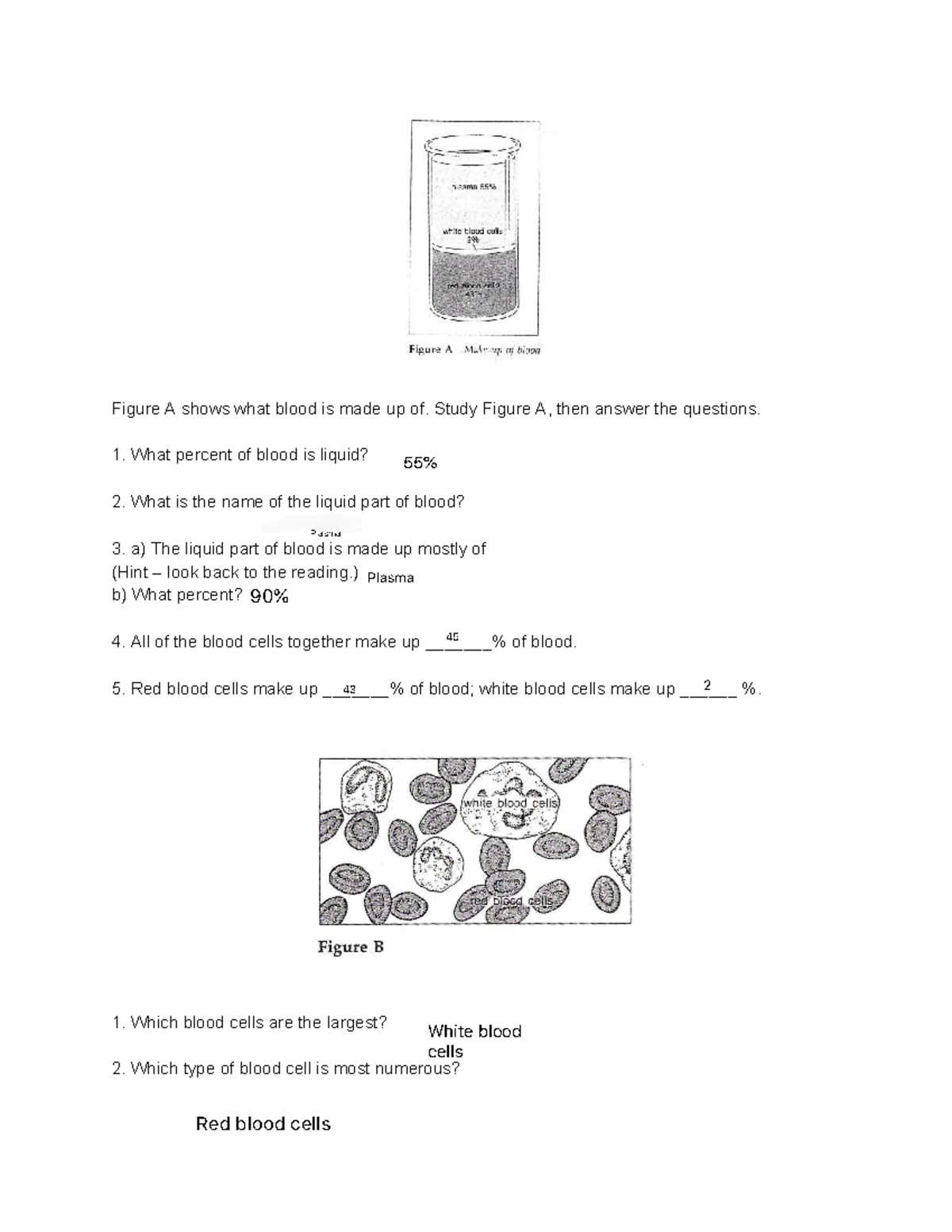 Onion Cell Mitosis Lab Answer Key