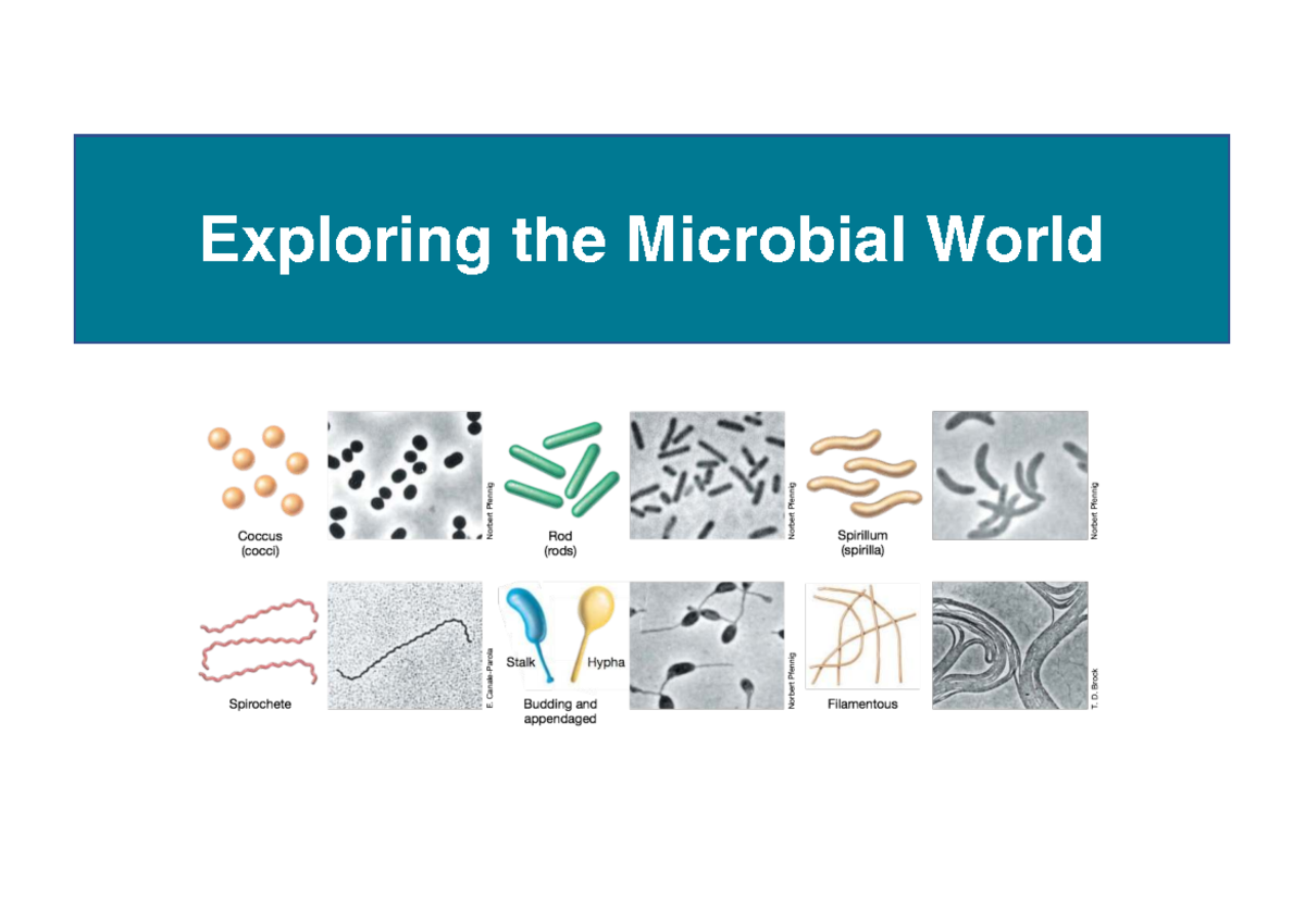 Microbiology 101: Exploring Microorganisms and Their Impact - Studocu