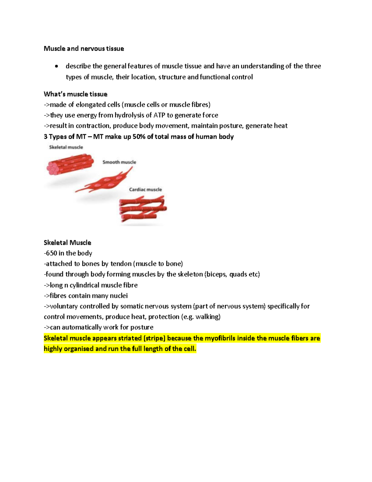 Muscle and Nervous Tissue Overview - Easy Notes for Study - Studocu