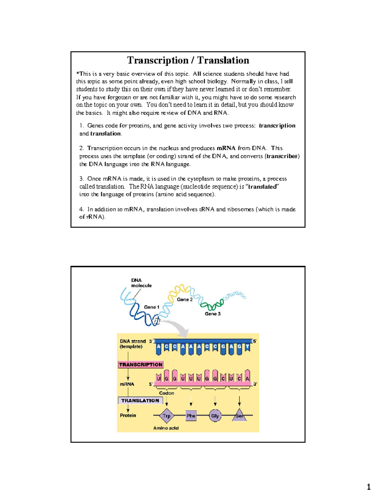 Transcription & Translation Overview: Human Physiology Basics - Studocu
