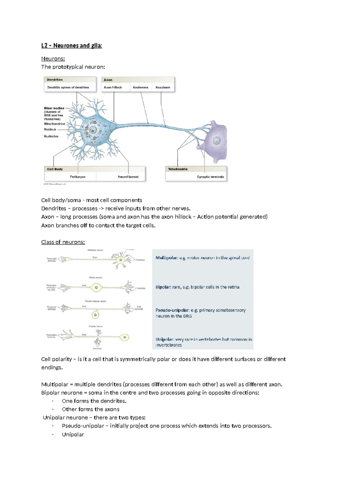 L1 – Neurons & Glial Cells: Overview and Function Insights - Studocu