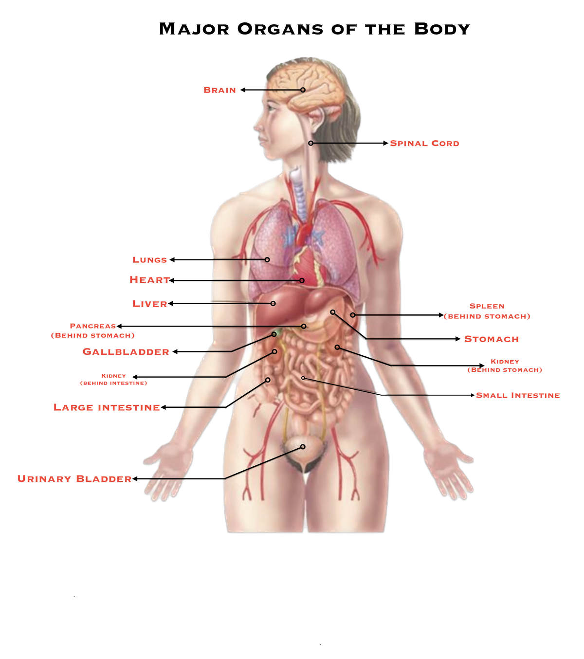 Major Organs - Anatomy and Physiology with Pathophysiology - Brain ...