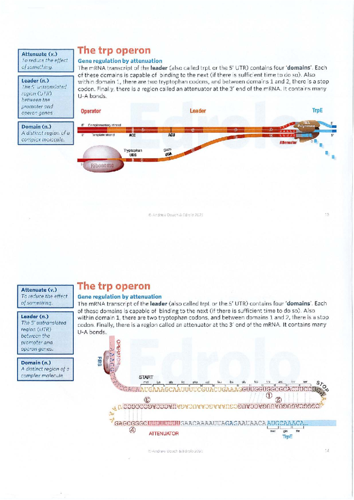 Trp Operon Gene Regulation: Attenuation Mechanisms Explained - Studocu