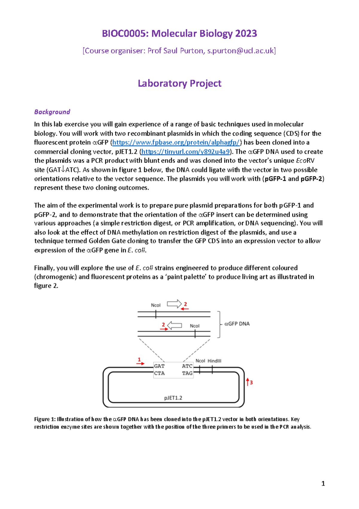 Lab handout - BIOC0005 - BIOC0005: Molecular Biology 202 3 [Course ...