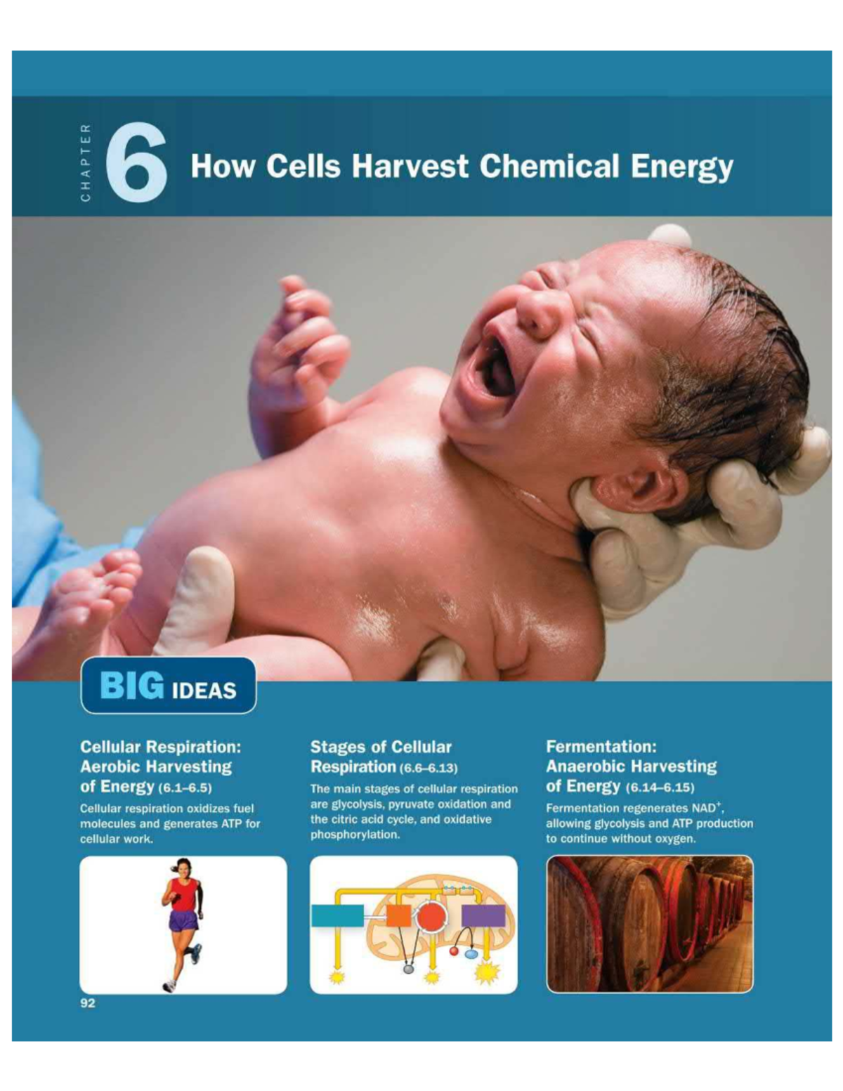 6.0 Cellular Respiration: The Role of Brown Fat in Energy Production ...