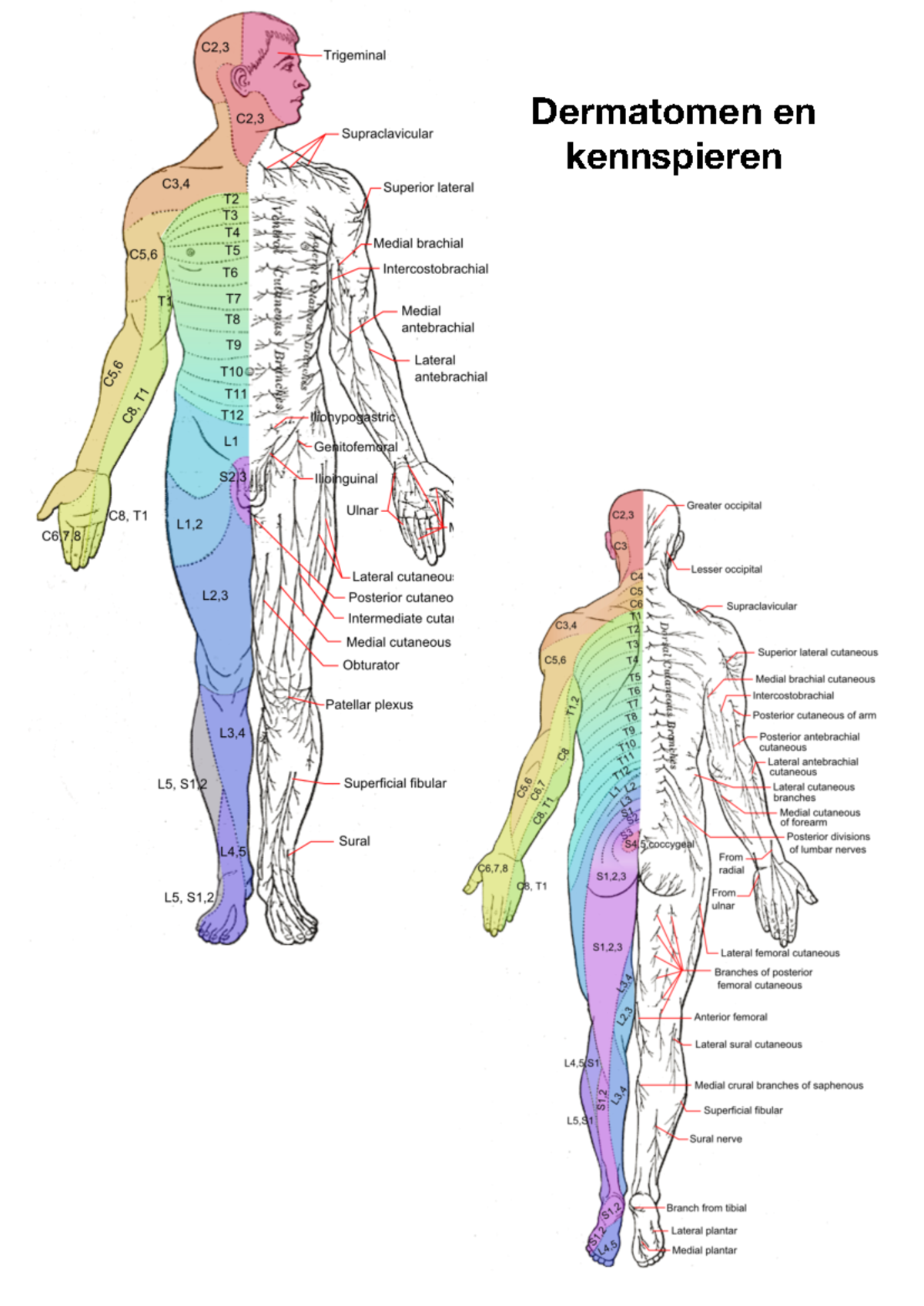 dermatomen-en-kennspieren-een-overzicht-van-gevoeligheid-c2-s3