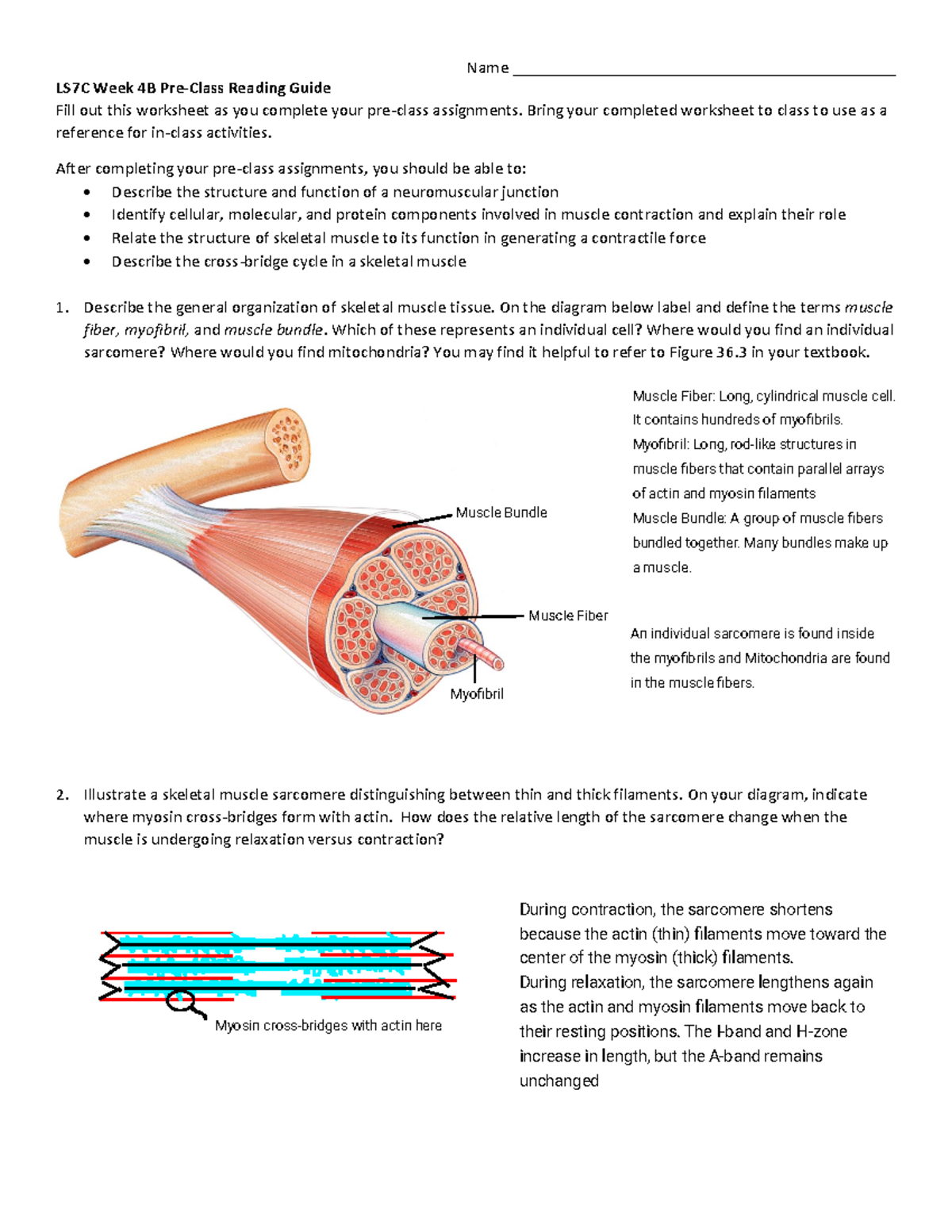 LS7C Week 4B Pre-Class Reading Guide: Muscle Structure & Function - Studocu