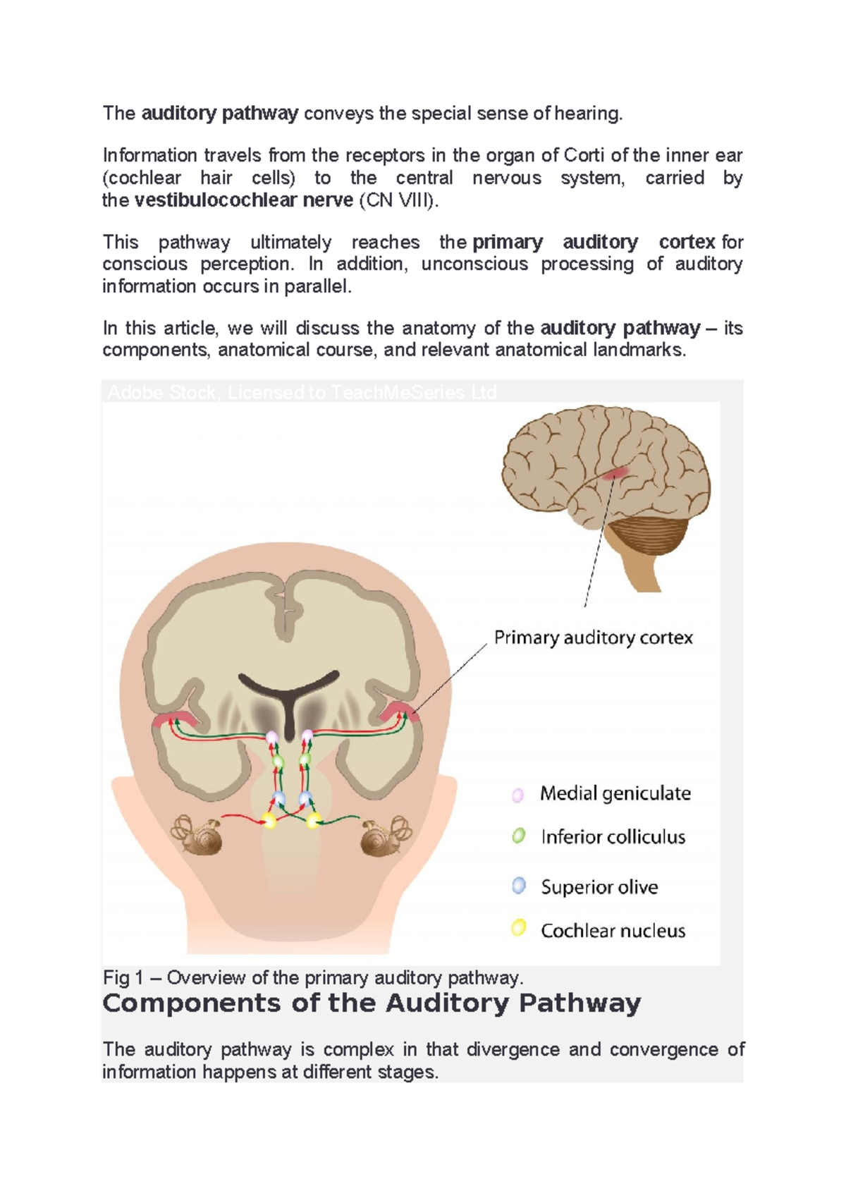 Neural pathway to ear - Bio Psychology - The auditory pathway conveys ...