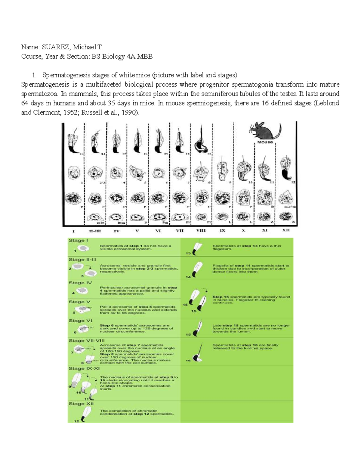 BS Biology 4A MBB: Stages of Spermatogenesis in White Mice - Studocu