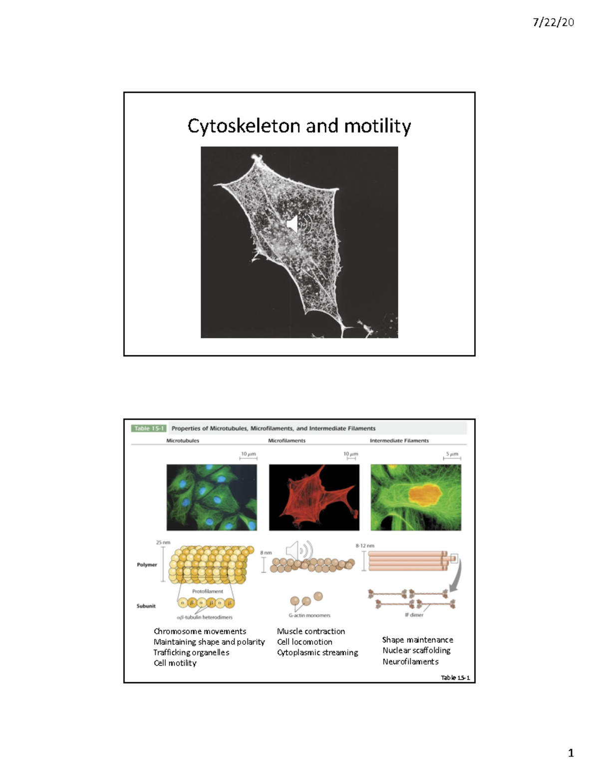 BIOL230 L16: Cytoskeleton, Motility, and Microtubule Dynamics Lecture ...