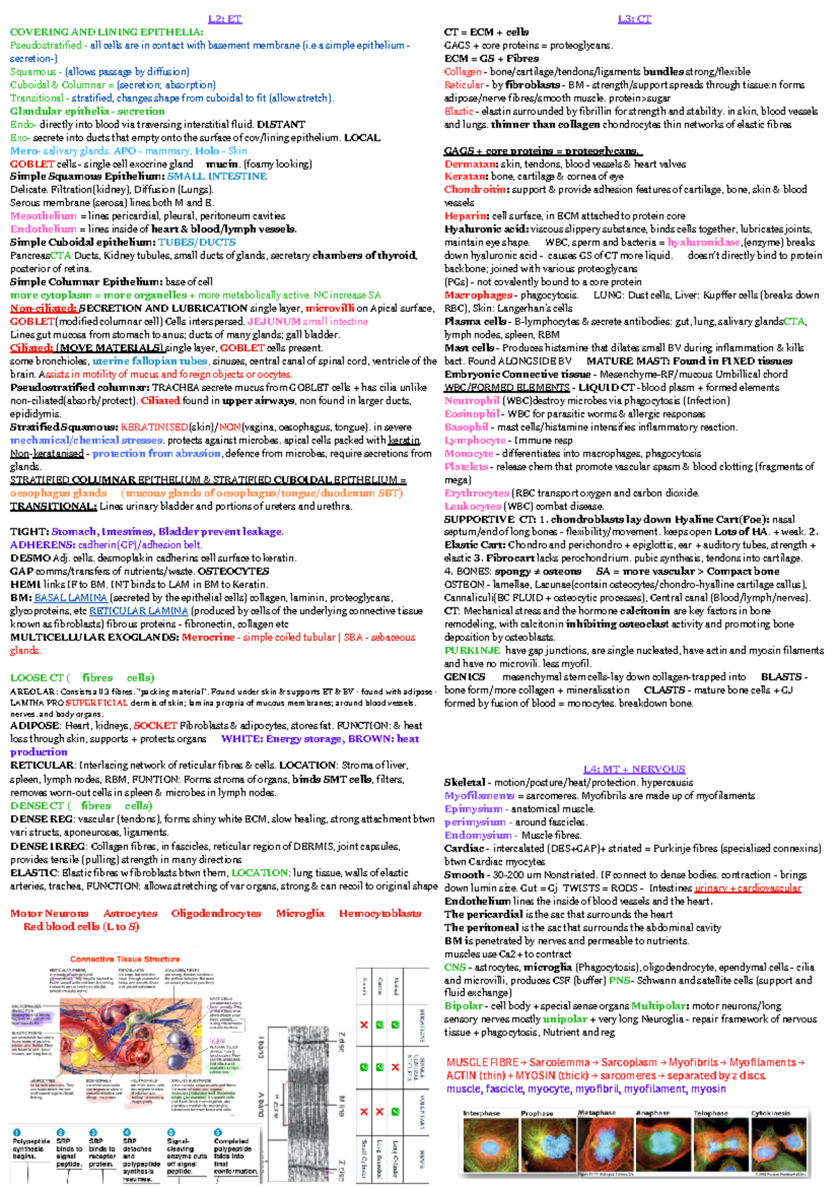 Biosci 107 notes - L2: ET COVERING AND LINING EPITHELIA ...