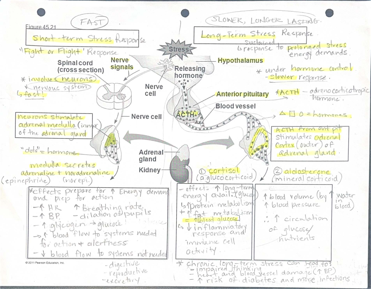 Stress and the Endocrine System: Short vs Long-Term Responses - Studocu
