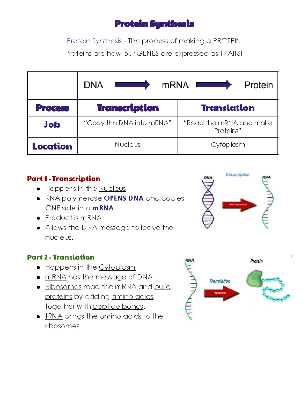 Protein Synthesis Reference Sheet: Transcription & Translation Process ...