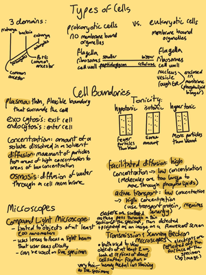 DNA Mutations and History - Protein Synthesis Mutations History ...