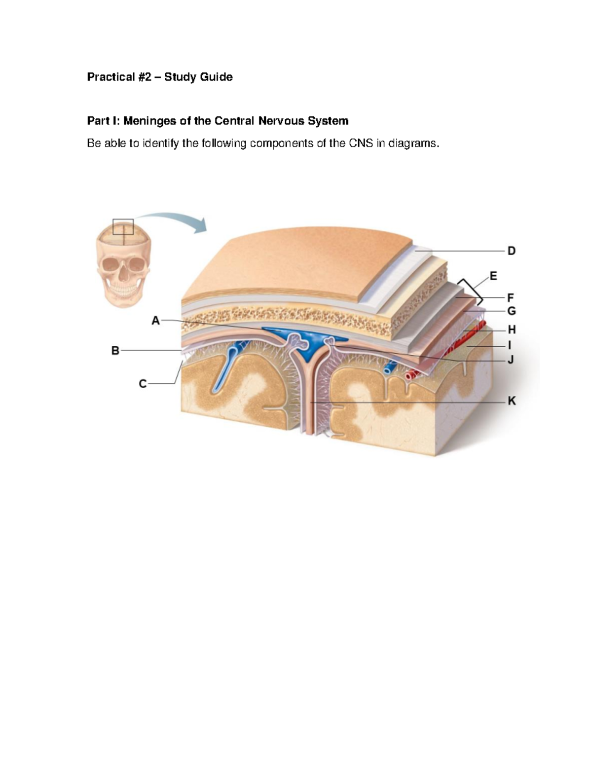 Practical Study Guide for CNS, Muscle Anatomy & Dissection Techniques ...
