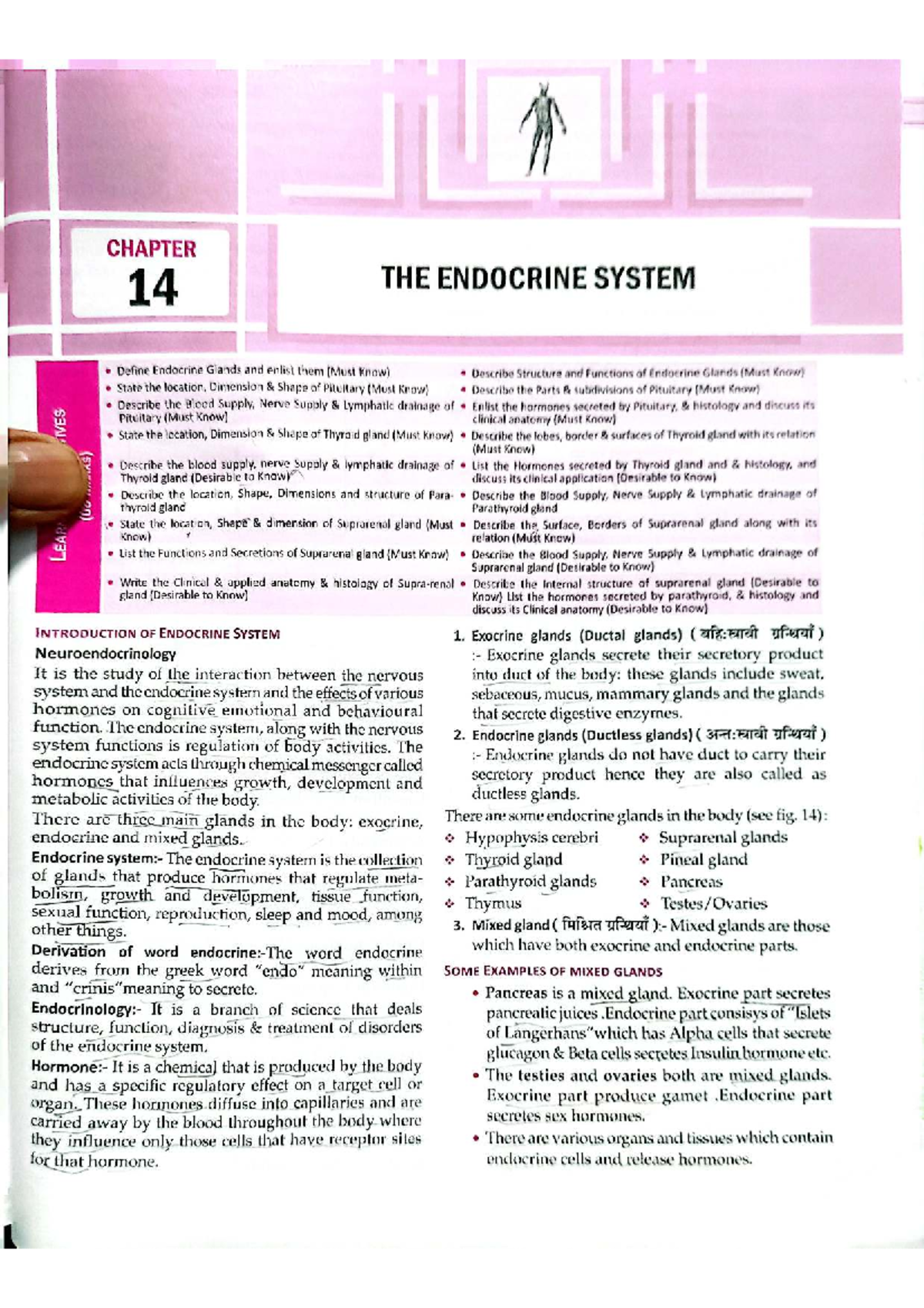 Endocrine System Overview and Anatomy - Studocu