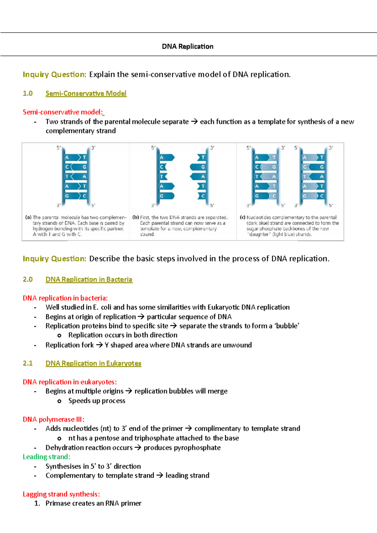 DNA Replication - BABS notes - DNA Replication Inquiry Question ...