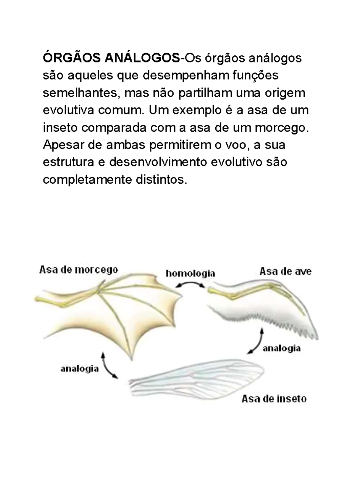 Hyracotherium (Época Eocénica) - Biologia e Geologia - ÓRGÃOS ANÁLOGOS ...