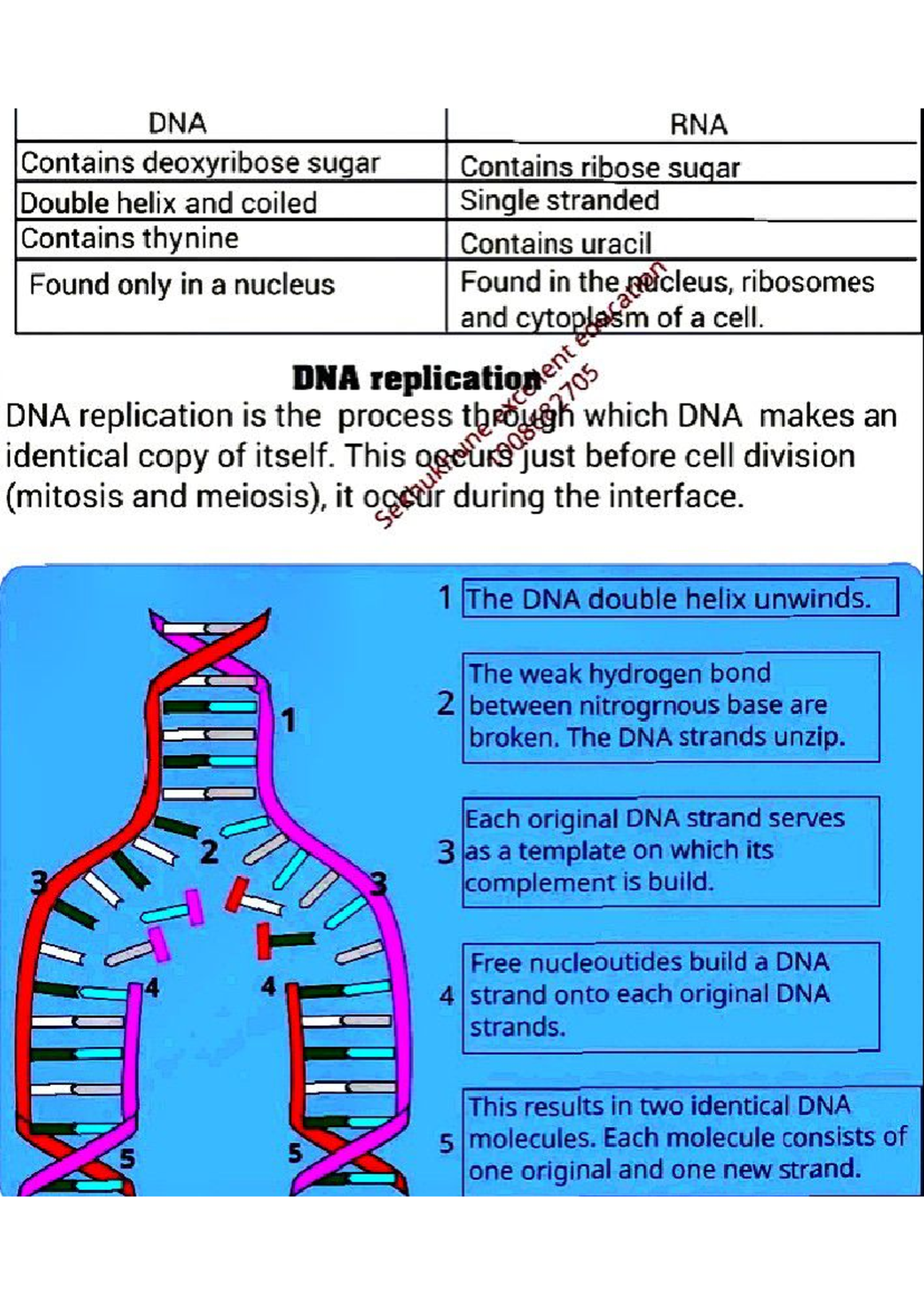 Life Science Notes: DNA and RNA Structure & Replication Overview - Studocu