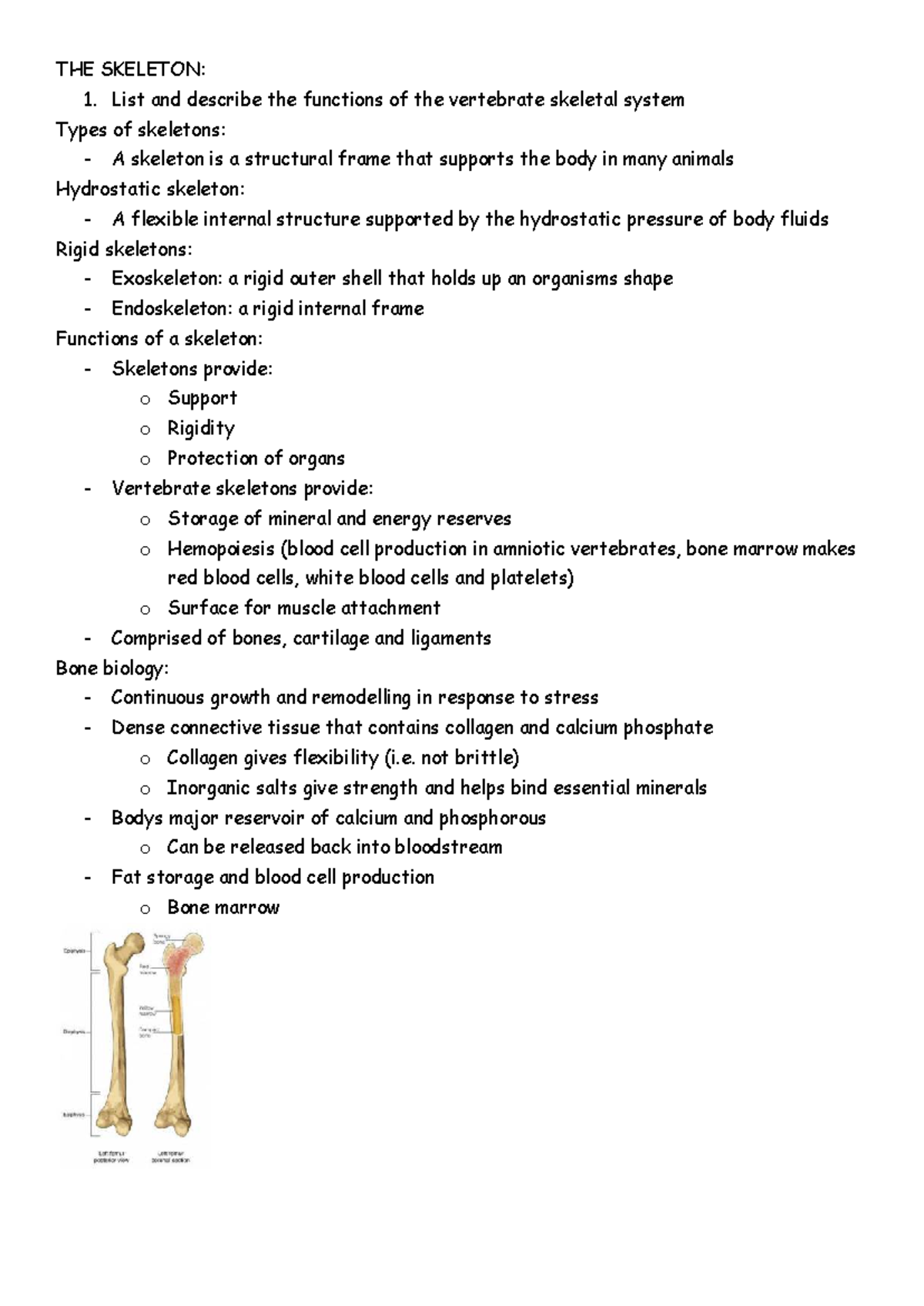 Vertebrate Skeletal System: Functions and Types Explained - Studocu