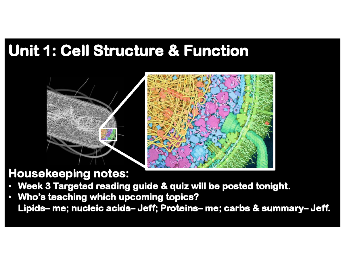 Unit 1: Cell Structure & Function - Nucleic Acids Overview Notes - Studocu