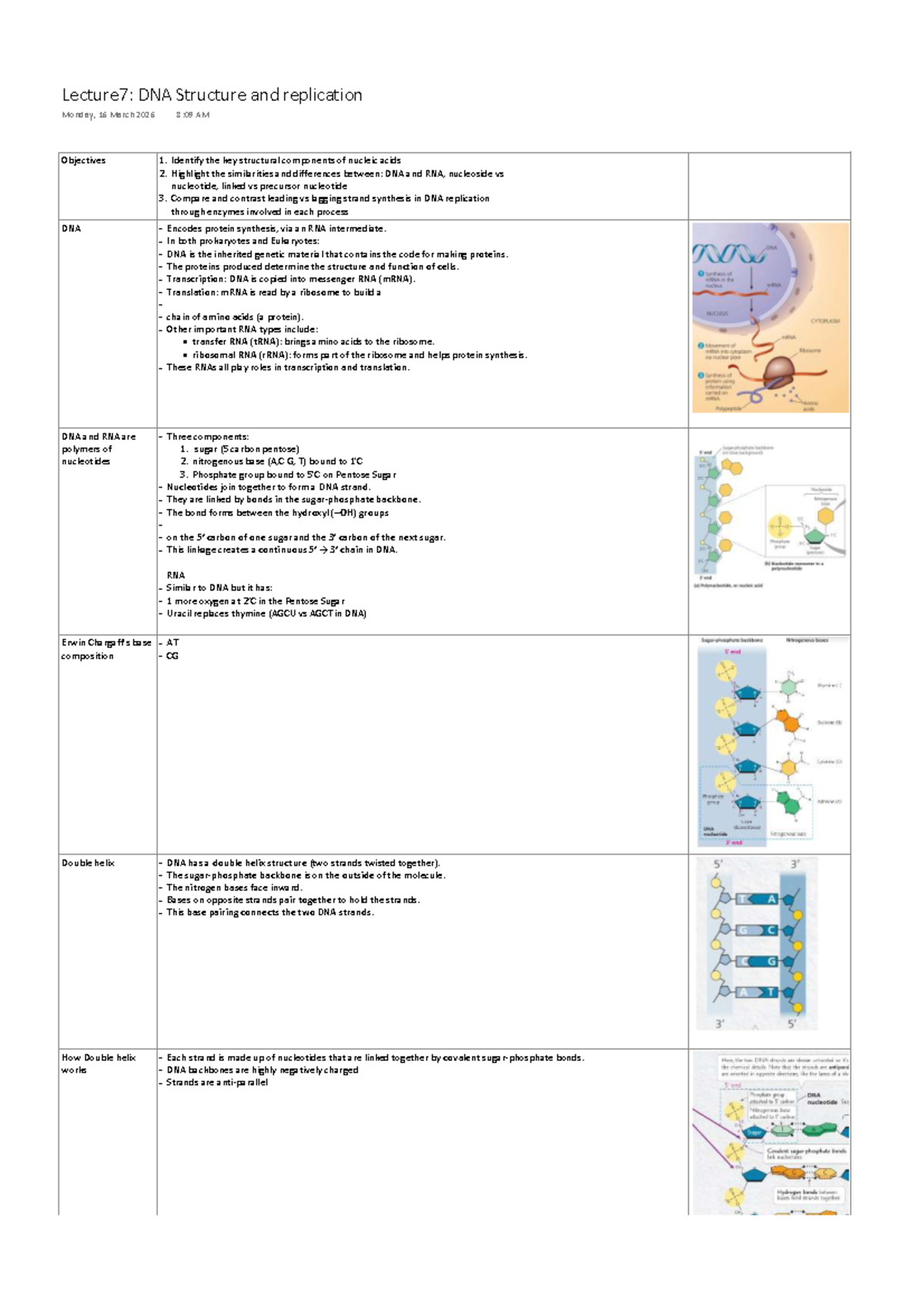Lecture 7: DNA Structure & Replication Overview - Studocu
