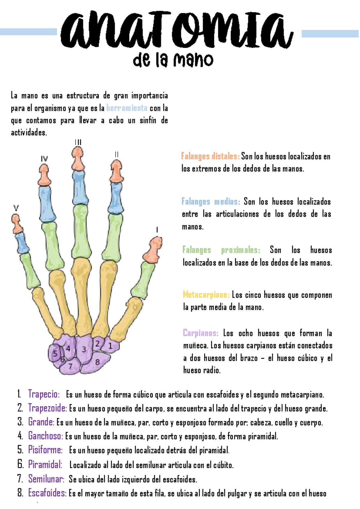 Los 7 tipos de huesos del cuerpo humano, image size:1200x1696