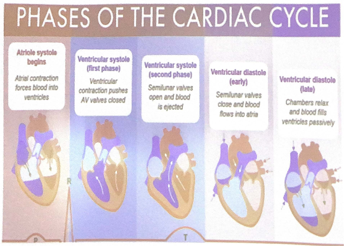 PHYS 2568: Phases of the Cardiac Cycle Explained - Studocu