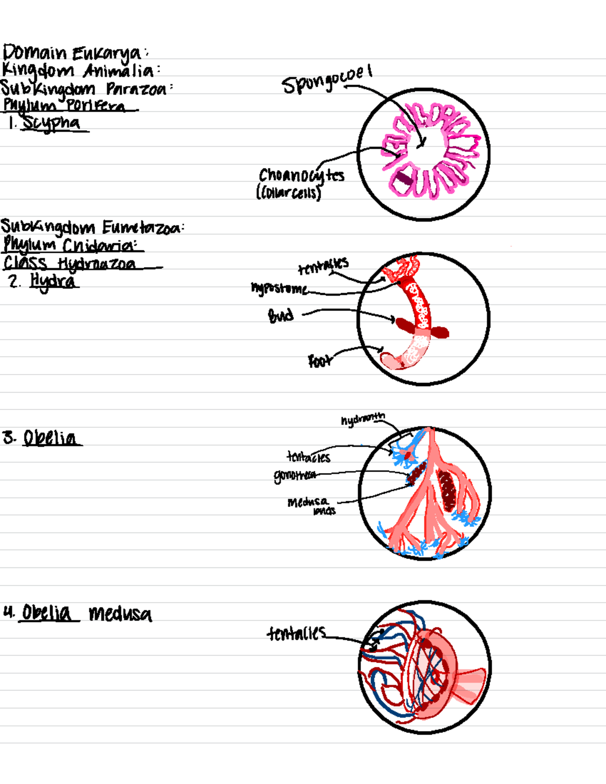 Lab Notebook 2: Study of Animalia and Organ Systems - Studocu