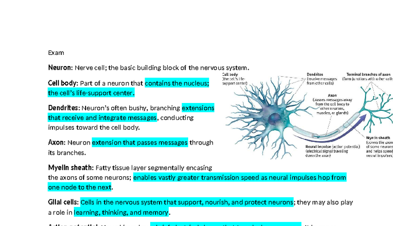 Exam 2: Neurons and Their Role in the Nervous System - Studocu