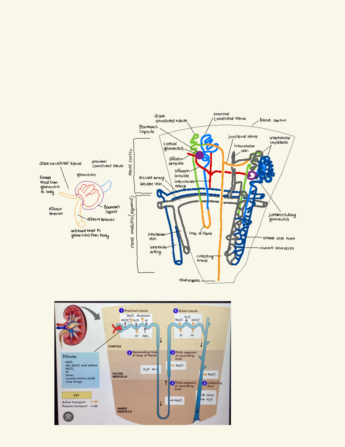Week 8 Section Document Kidney Case Study 2 - proximol disal tonvoluted ...