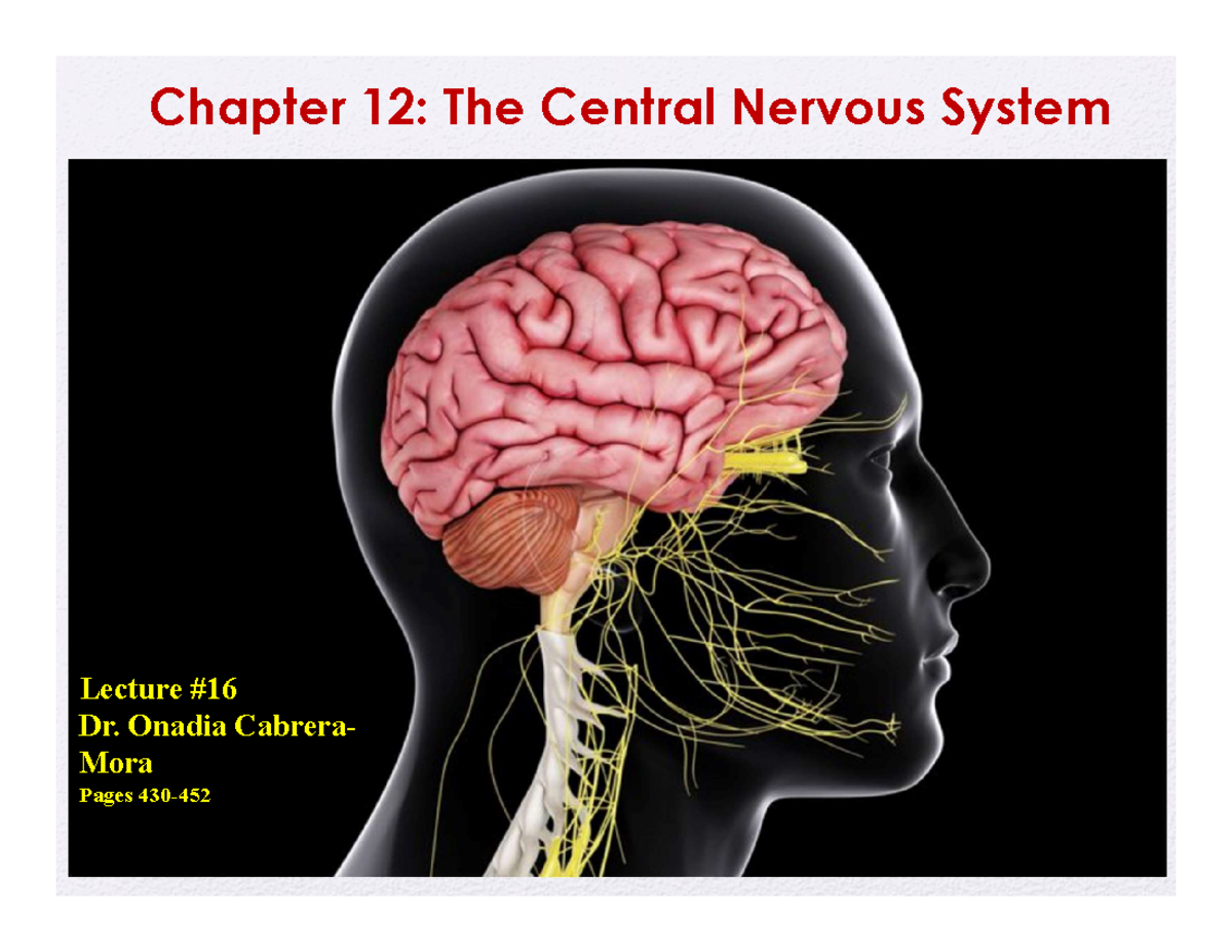 Central Nervous System - Structure and Functions (CNS 12 Lecture ...