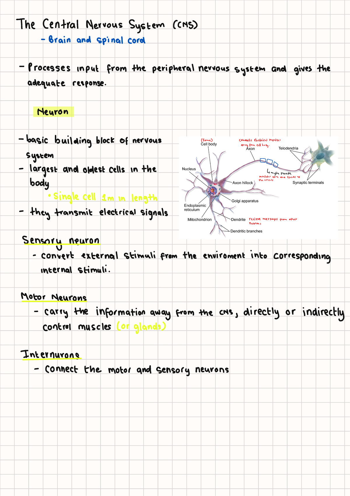 Nervous System Overview: CNS, Neurons, and Their Functions - Studocu