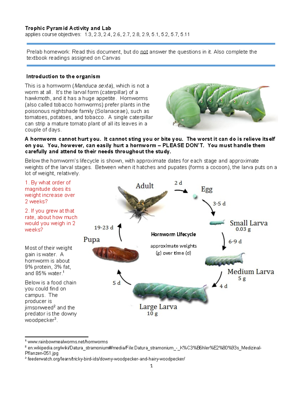 Life Cycle Of Tobacco Hornworm