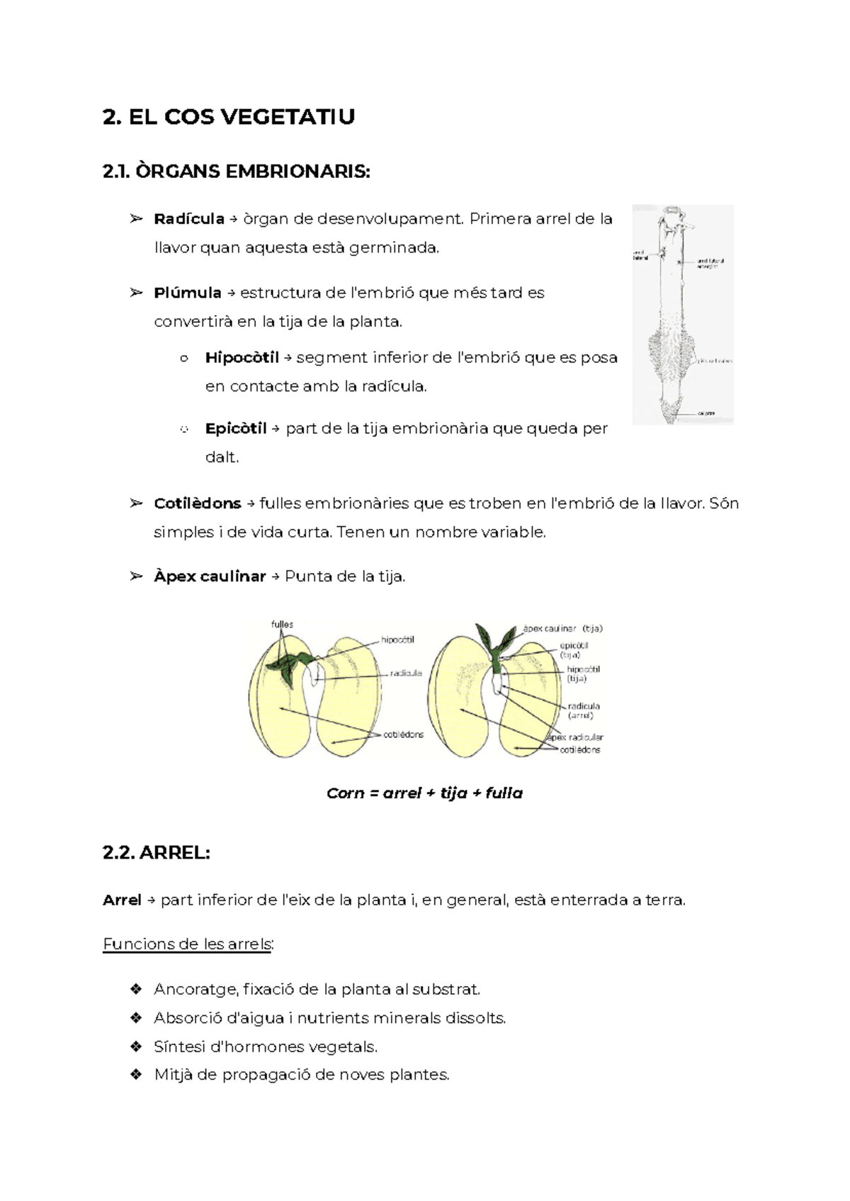 BOTÀNICA: Cos Vegetatiu i Estructura de Plantes (Biologia Vegetal) - Document Preview