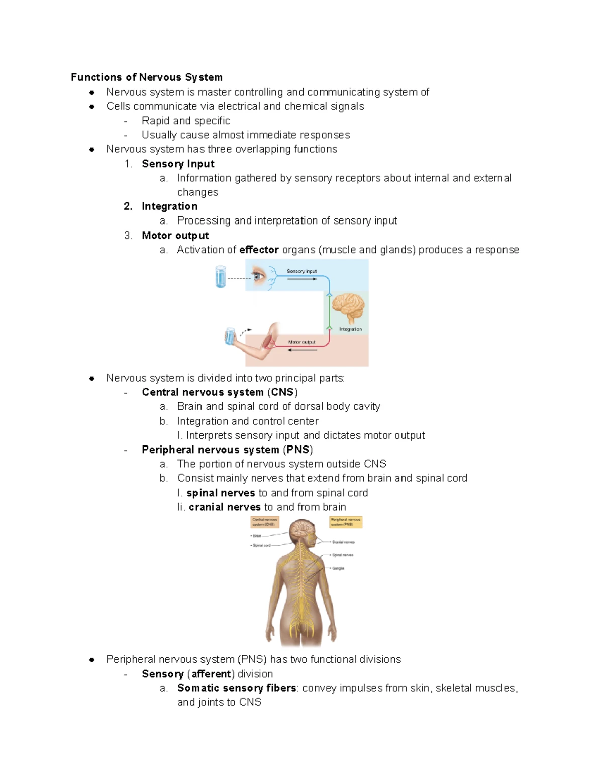 A P Cell Life Cycle - PRE-LAB EXERCISES Open the A&P app, and from the ...