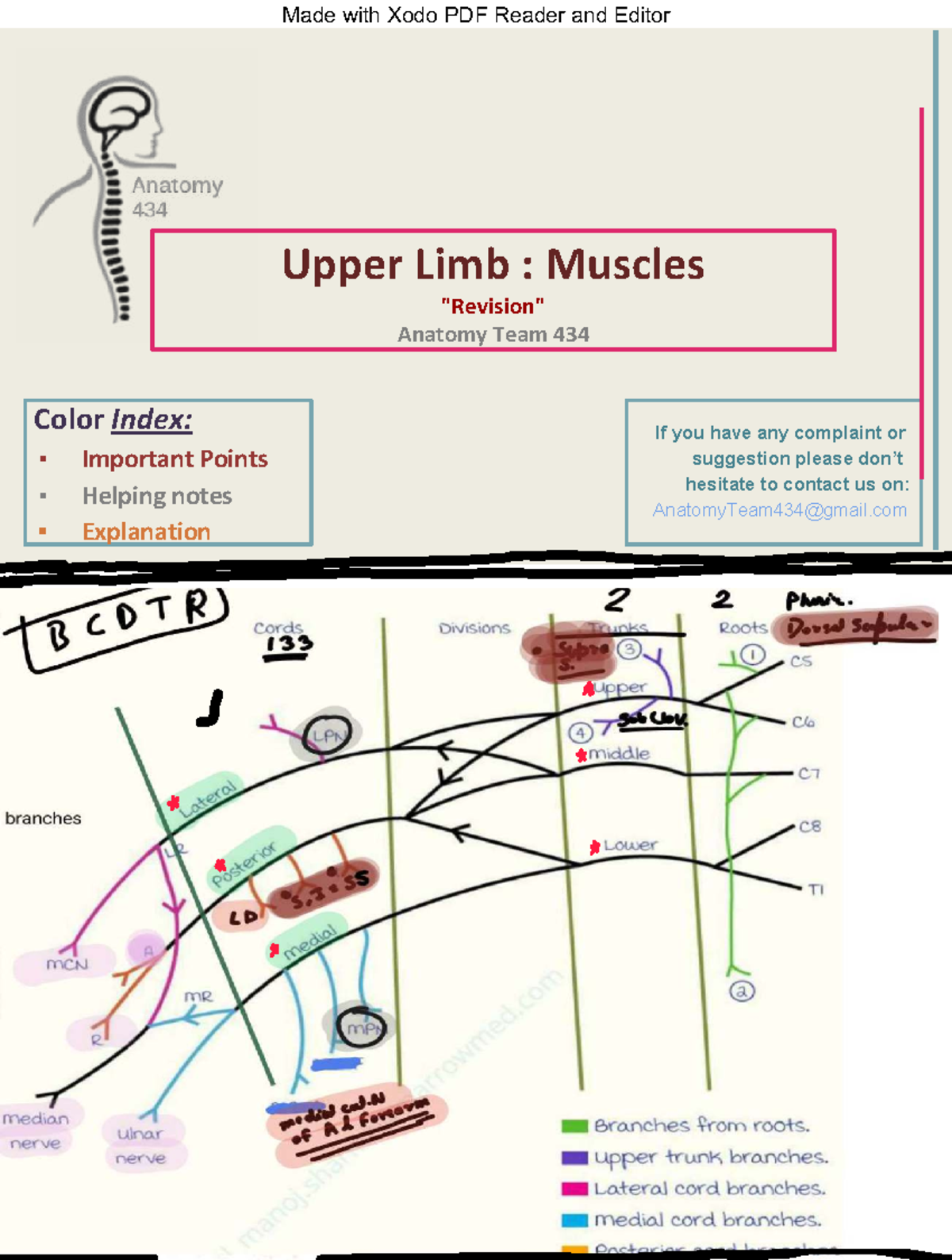 Upper Limb Muscles Anatomy Notes - Team 434 - Studocu