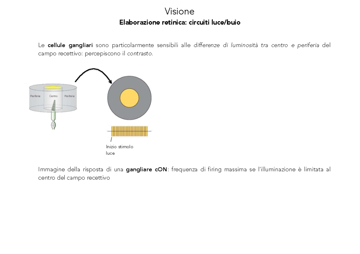 Lezione 15 - Biochimica: Circuiti e Meccanismi della Visione Retinica ...