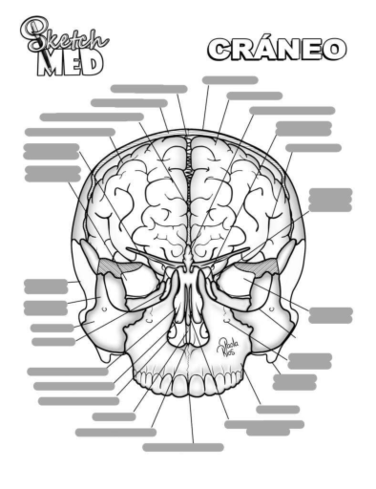 Atlas Ilustrado de Anatomía Médica - Dicas ROSA-100 - Studocu