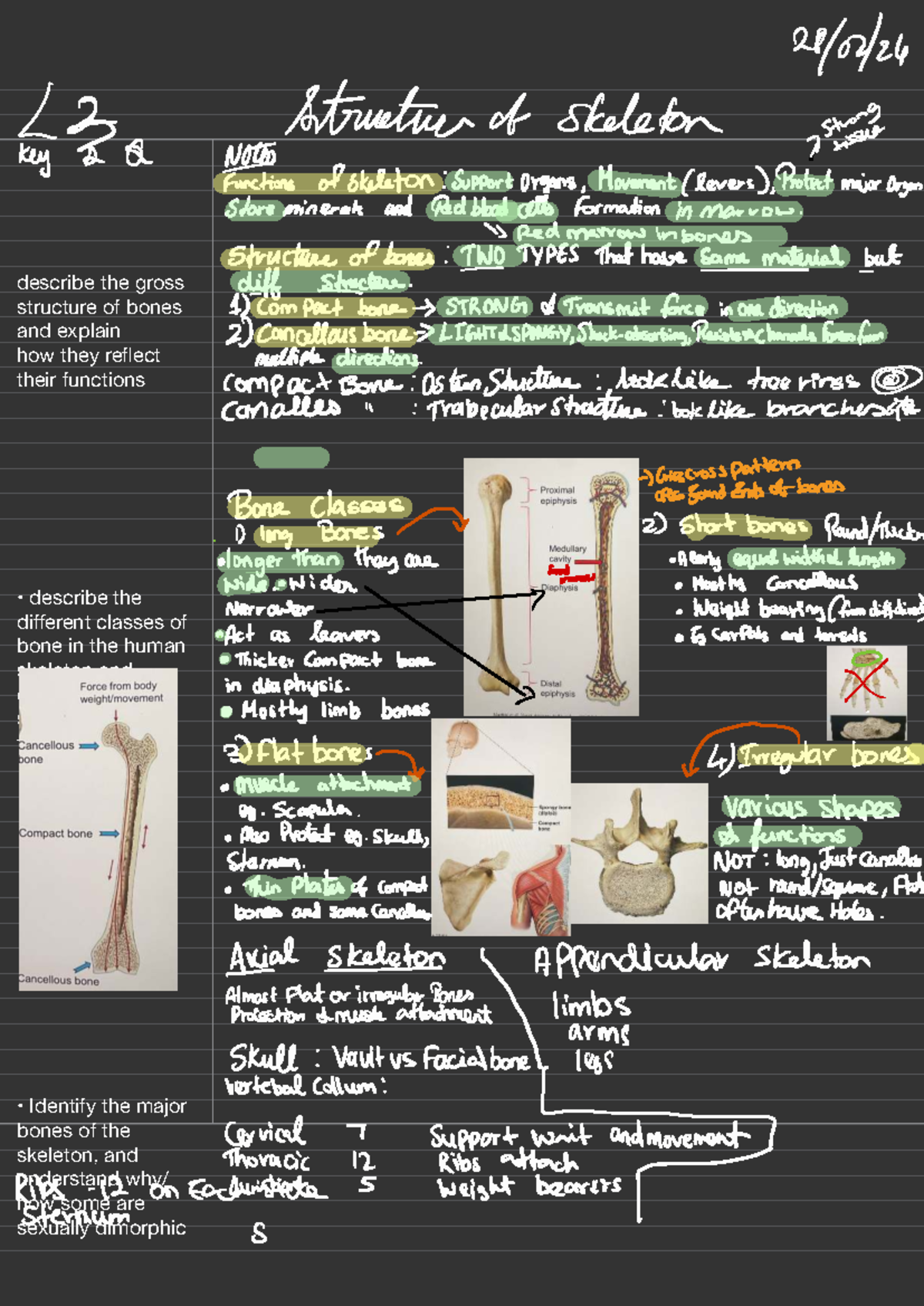 Structure of skeleton (2 3Q key notes): Support, organs, functions, and ...