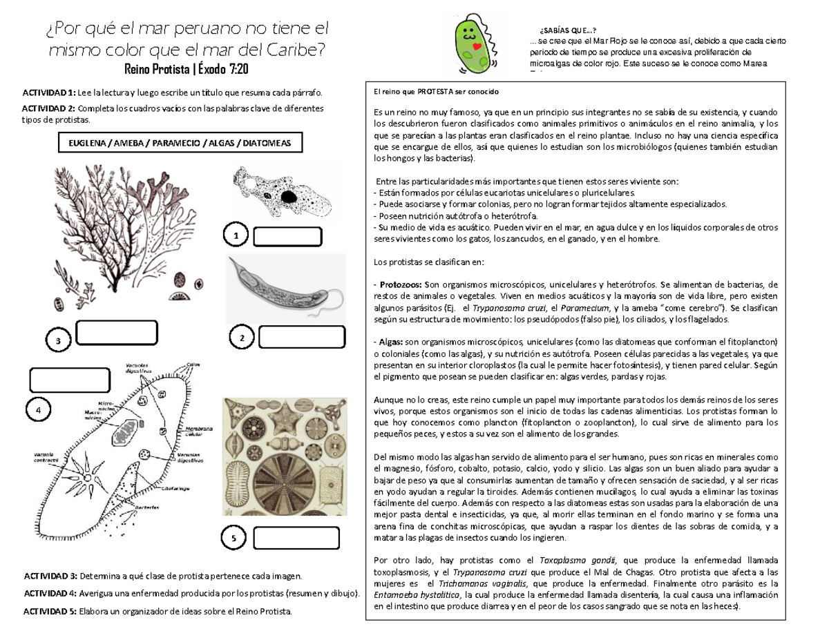 Reino Protista: Características y Clasificación - Ficha 2 - Studocu