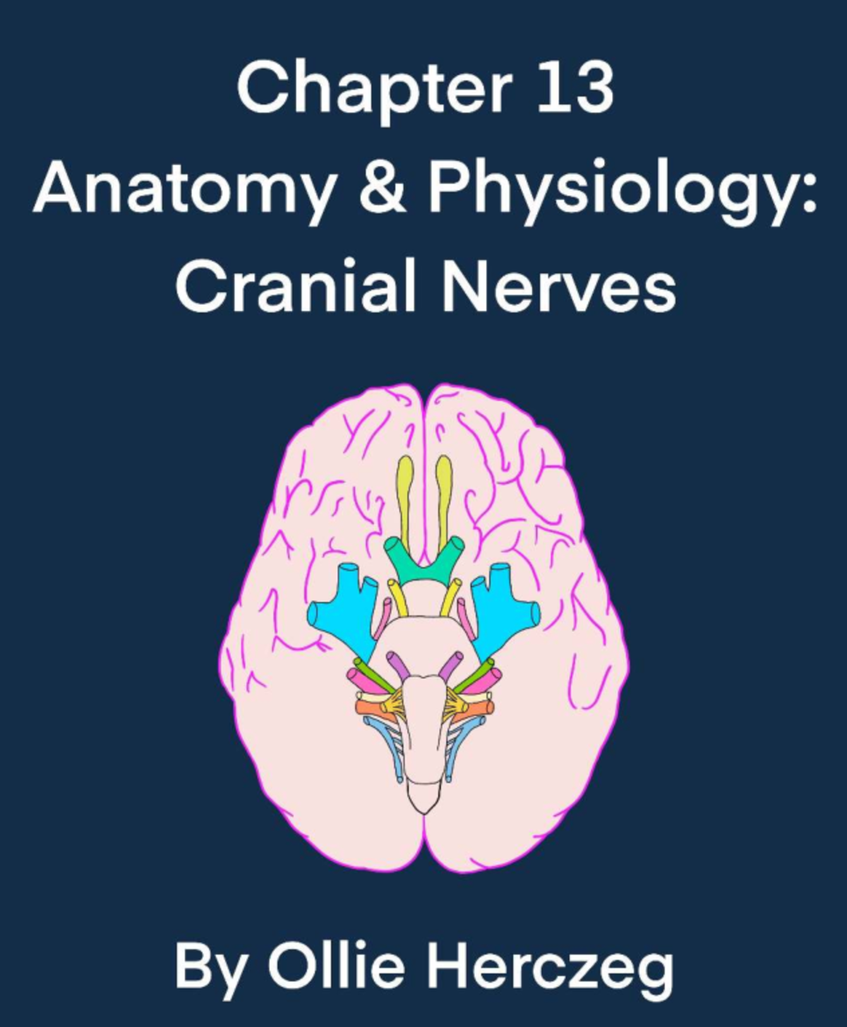 Chapter 13: Cranial Nerves Overview and Functions - Studocu