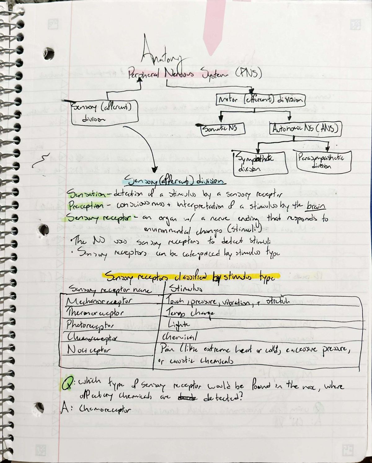 AP-13 - Study Notes on the Peripheral Nervous System - Studocu