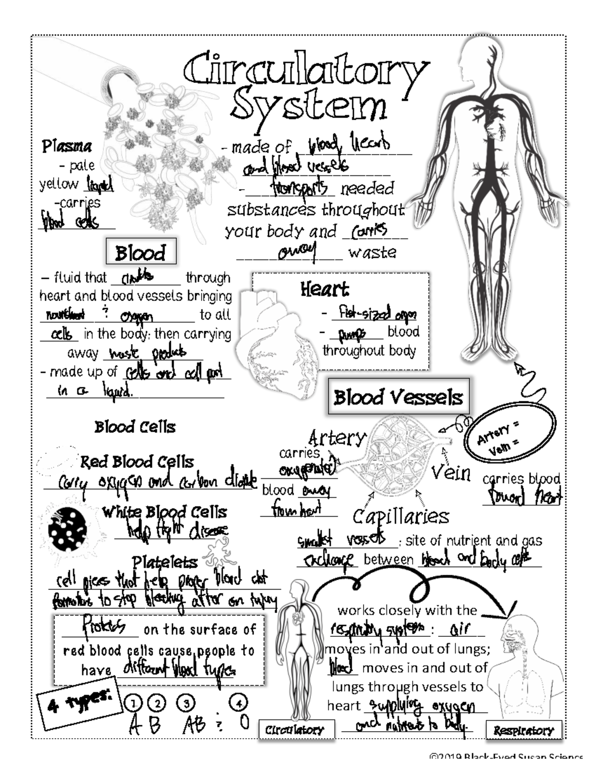 Blood Components: Functions and Characteristics - Bio 101 Notes - Studocu
