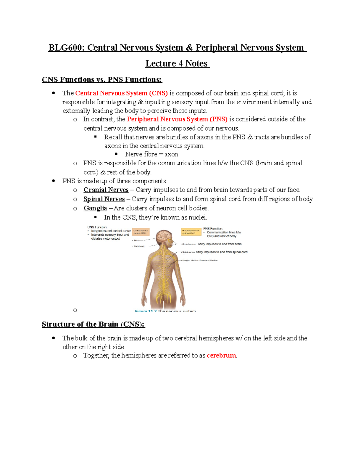 Lecture 4 Notes - Crestina Bietes - BLG600: Central Nervous System ...