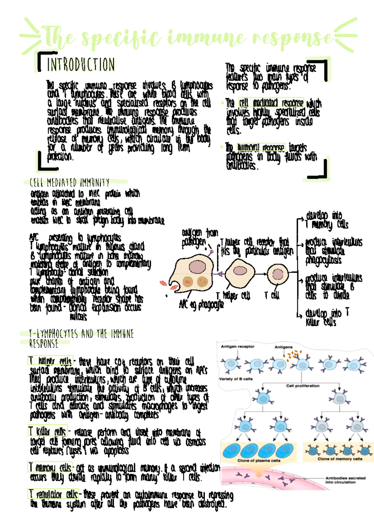 Specific Immune Response Overview for Biol 101 Lecture Notes - Studocu